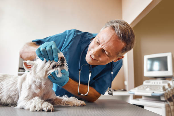 Best Emergency Treatment for Oral Infections in Lovington, IL